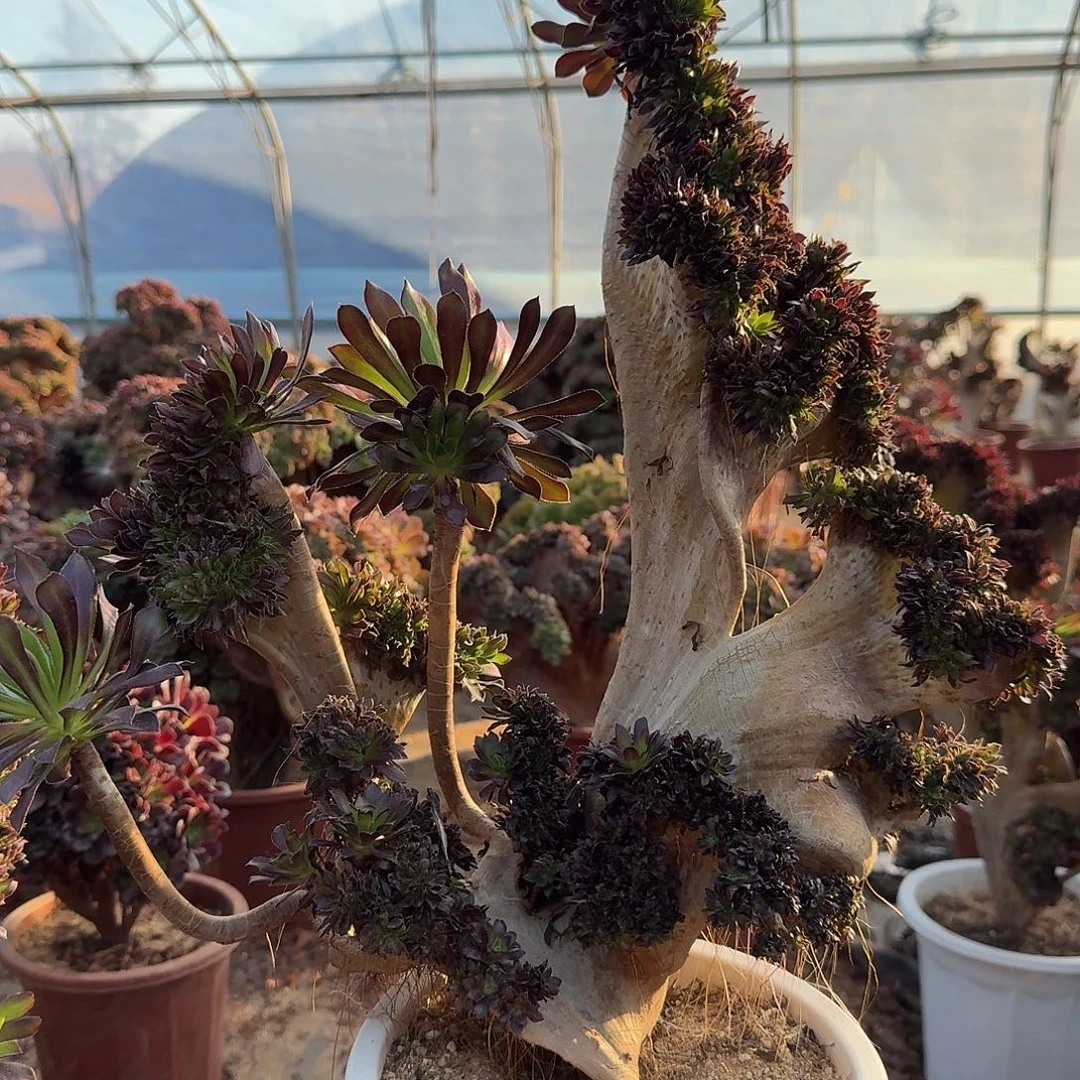 175黑法师一颗呀呀