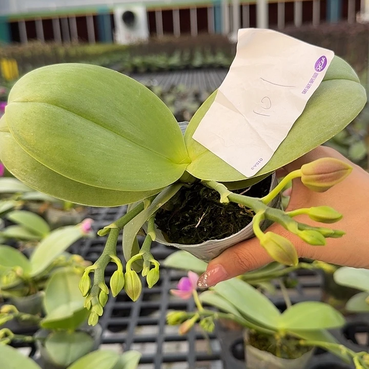 米****大部分开放少量花苞101