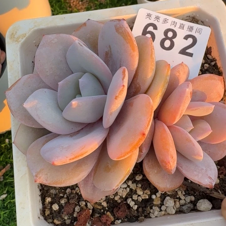 奶茶韩版            多肉植物