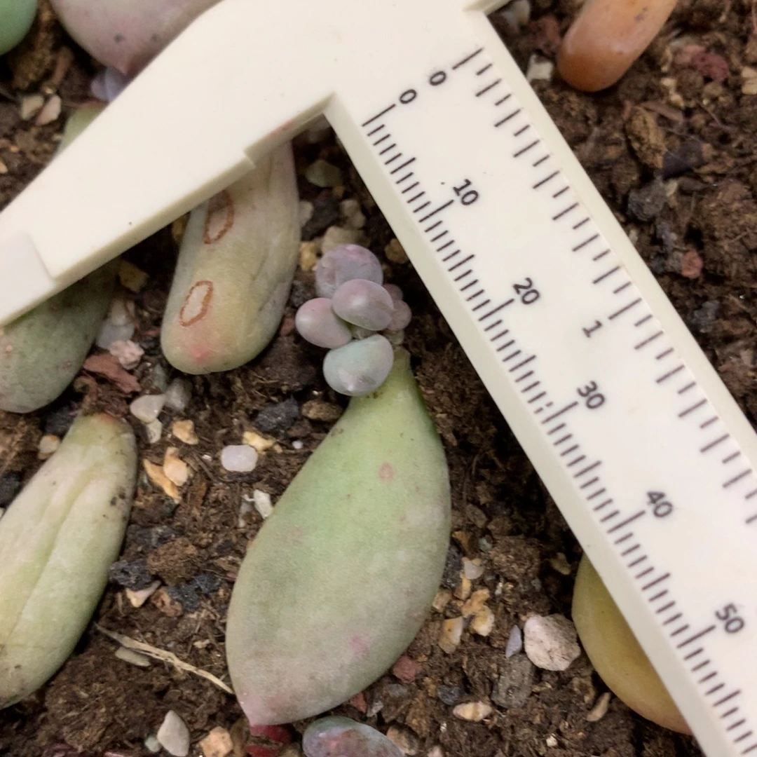 加菲猫加菲猫加菲猫