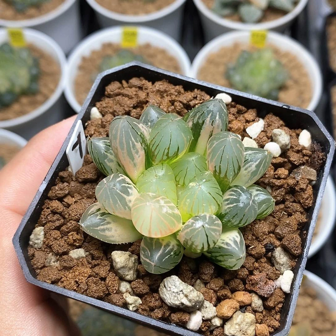 红陶7号龙爪玉露锦一物一拍