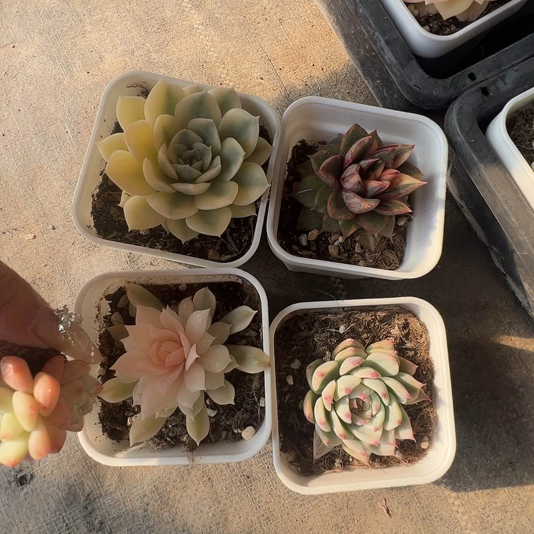 小*熊多肉植物一物一拍