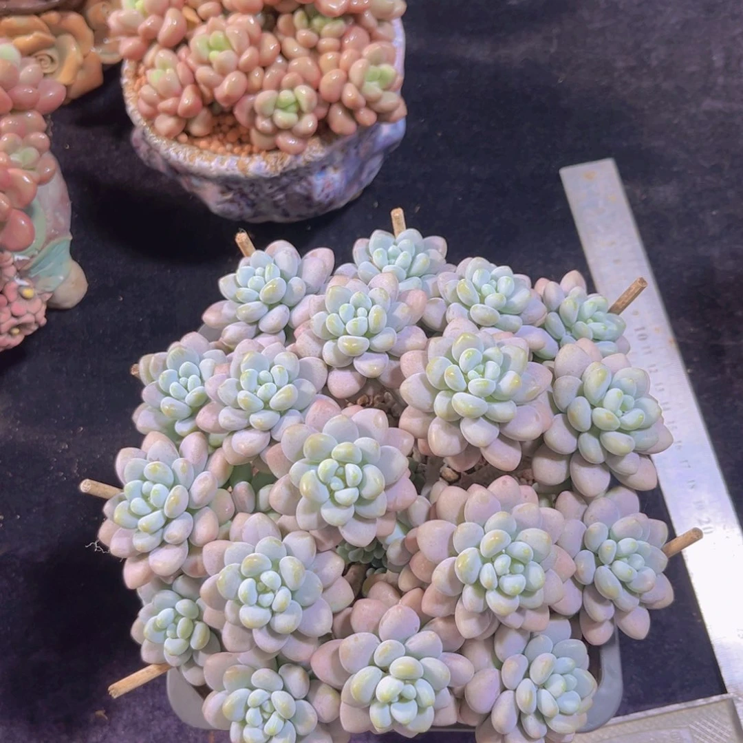 完全开放多肉植物达芙妮