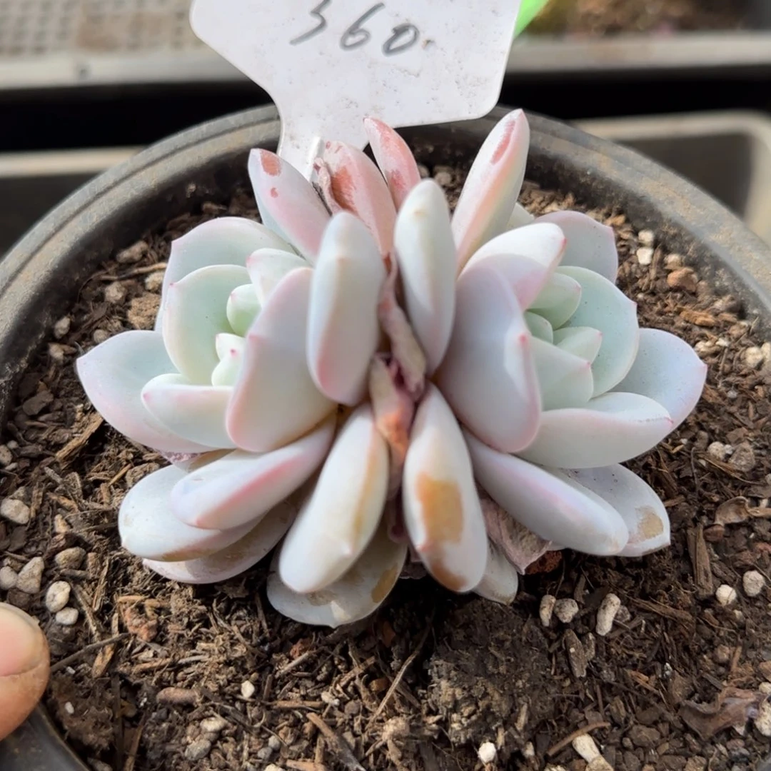 惊鸿一物一拍包装收缩花旱360