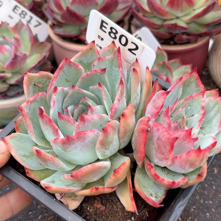 惊鸿一瞥多肉植物802