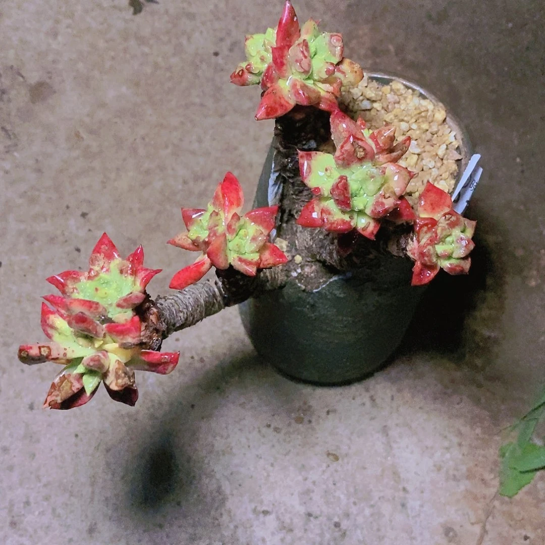 【闪购商品】哈哈哈哈青冈苹果叶多肉瑕疵