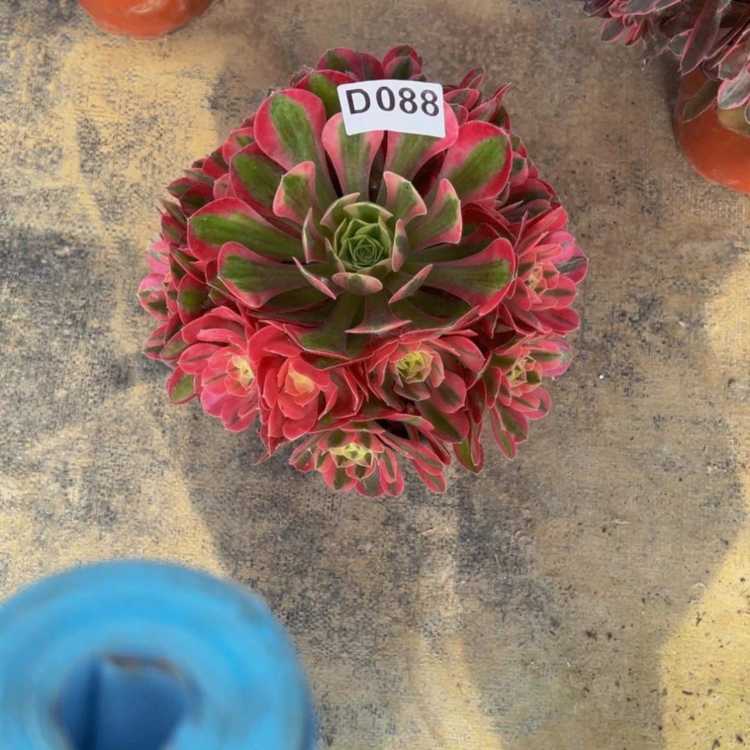 无花朵用****范粉女巫088