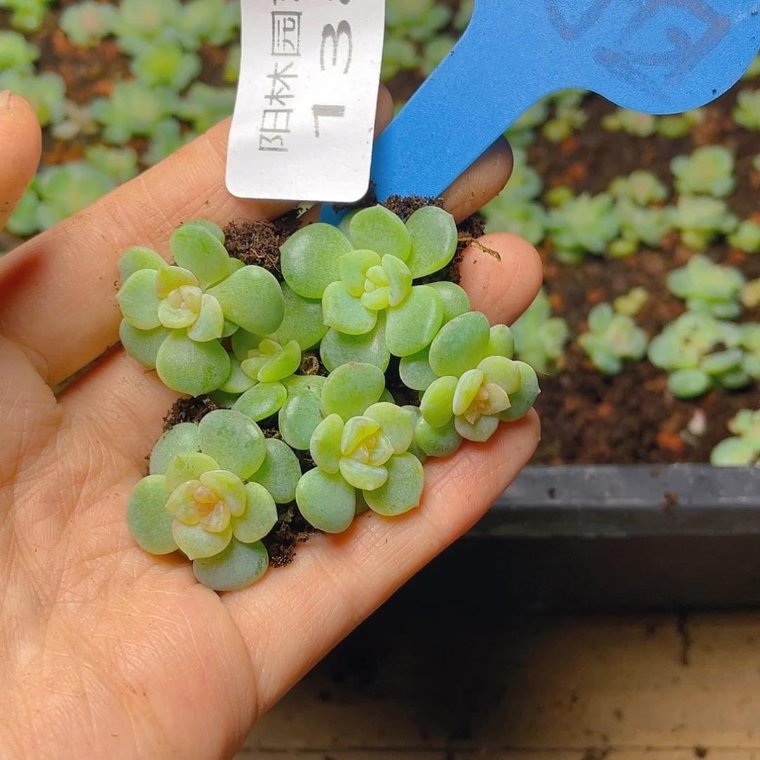 量拍多肉植物多肉植物138