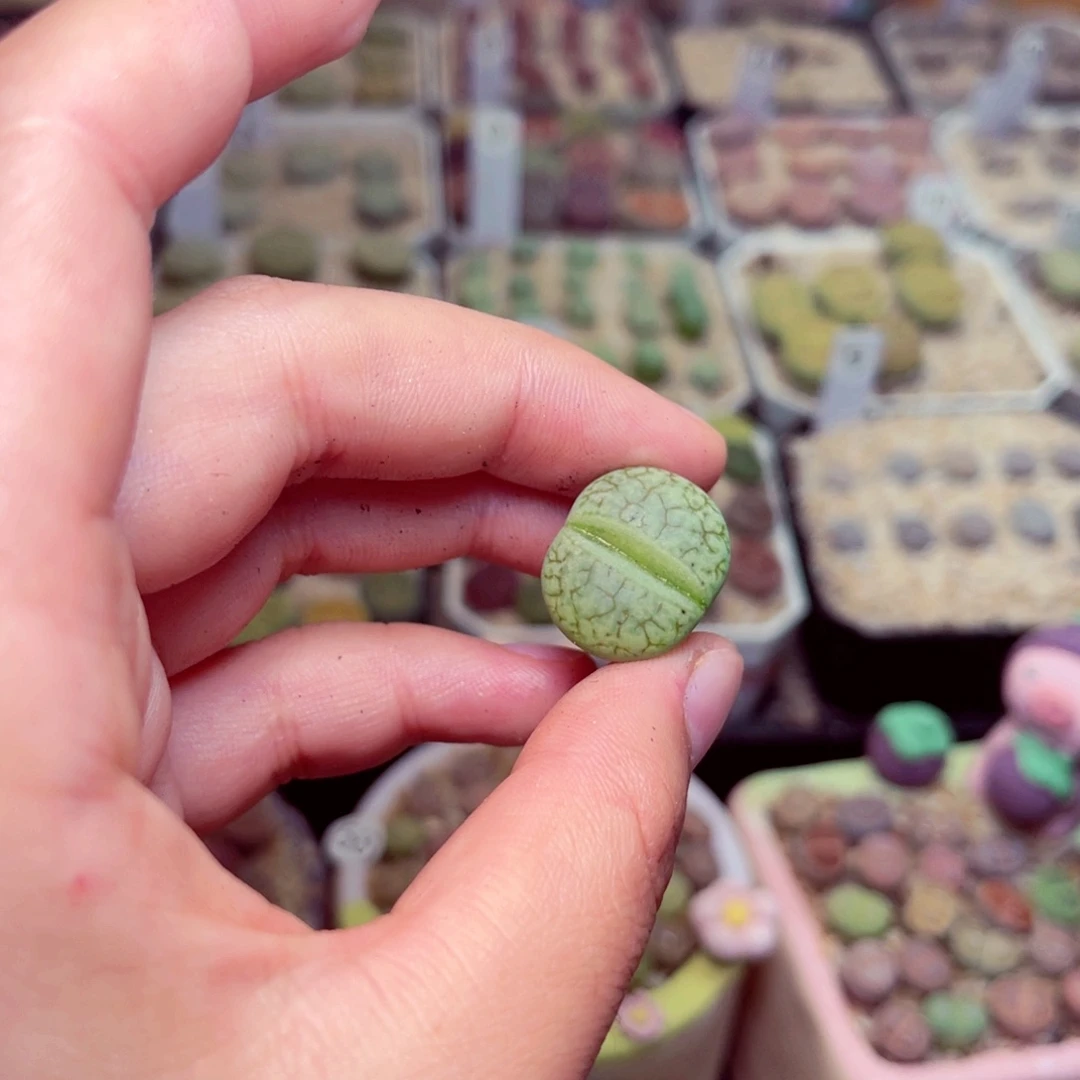 豆***豆130号带盆包邮发货