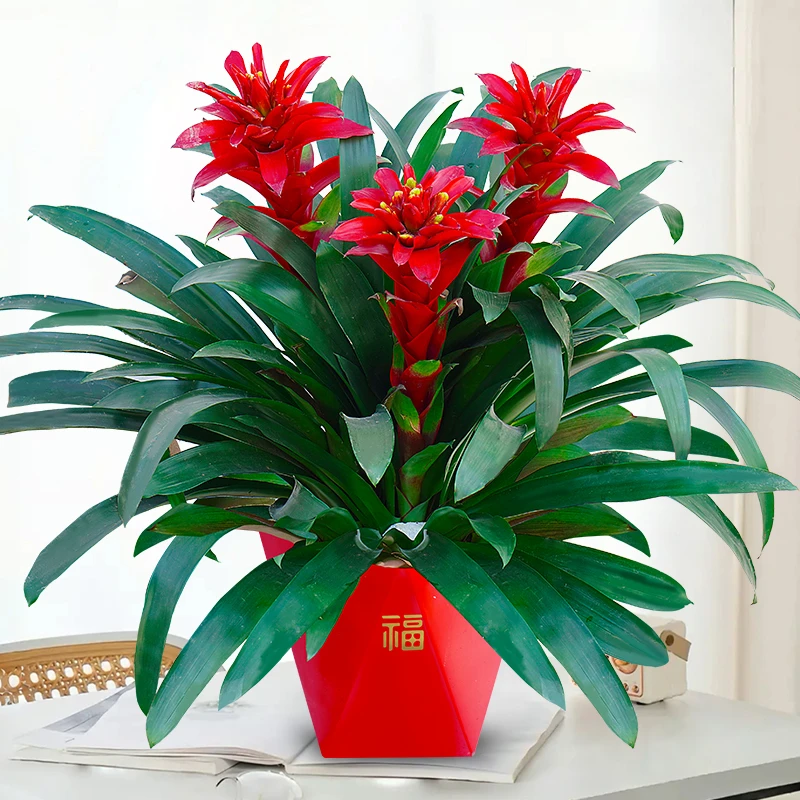 鸿运当头植物带红花凤梨好养植物室内植物