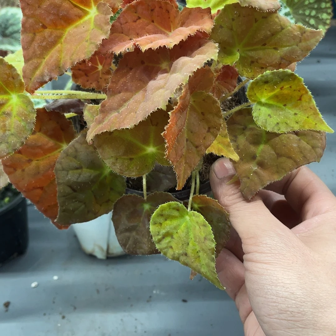 完全开放秋之华秋海棠