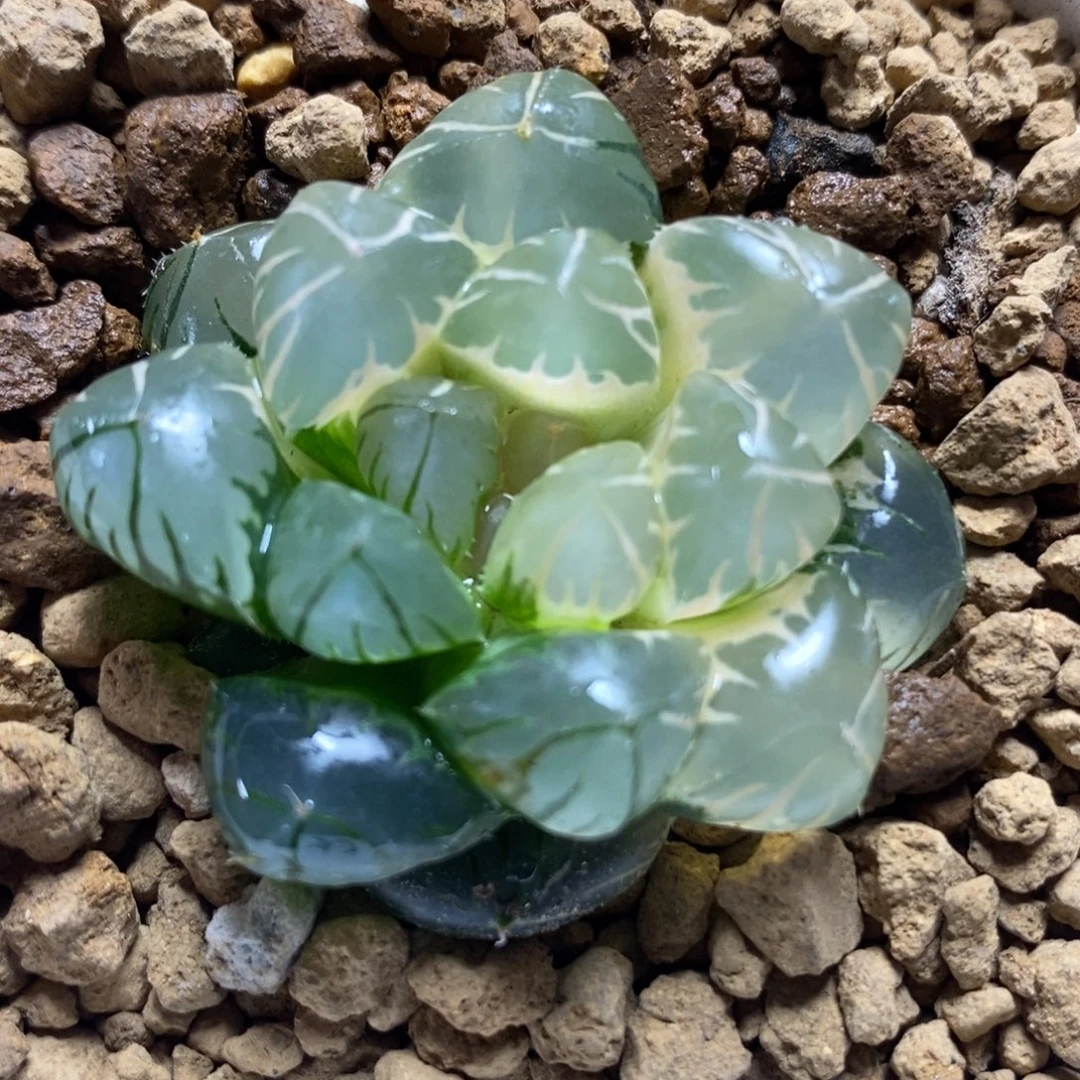 6水中月玉露锦一物一拍