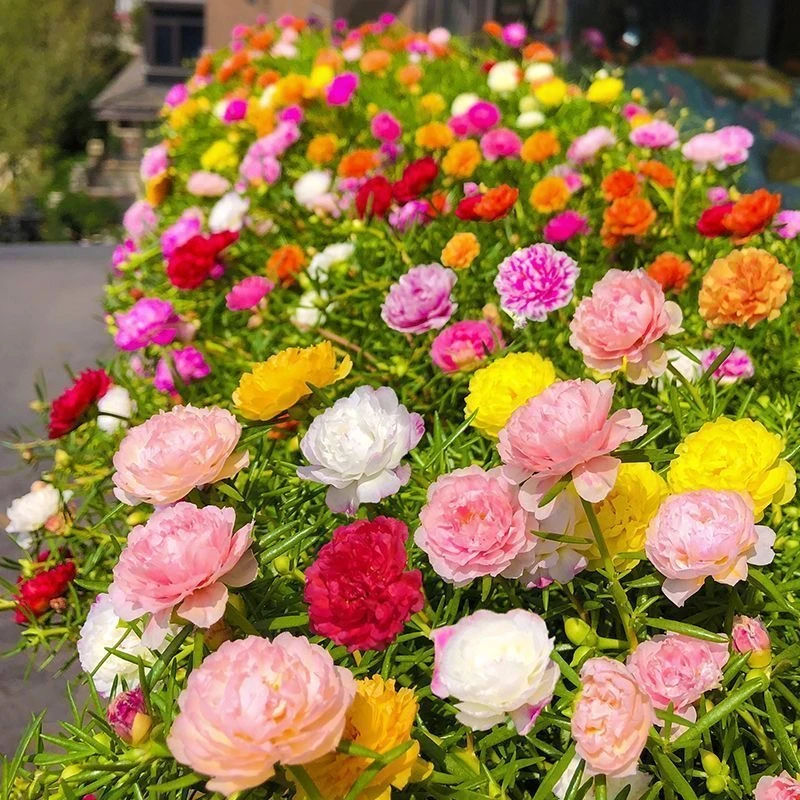 宿根重瓣太阳花苗好养花卉适合阳台庭院夏季耐高温广东基地直发