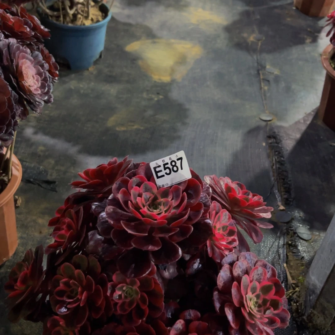 【闪购商品】眼***光58700