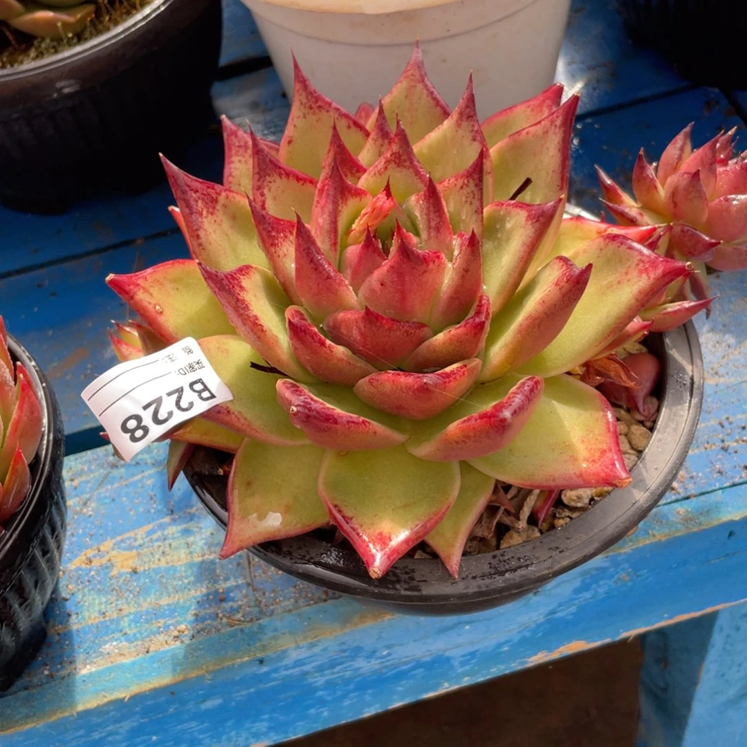 无花朵若茹东云单拍B228