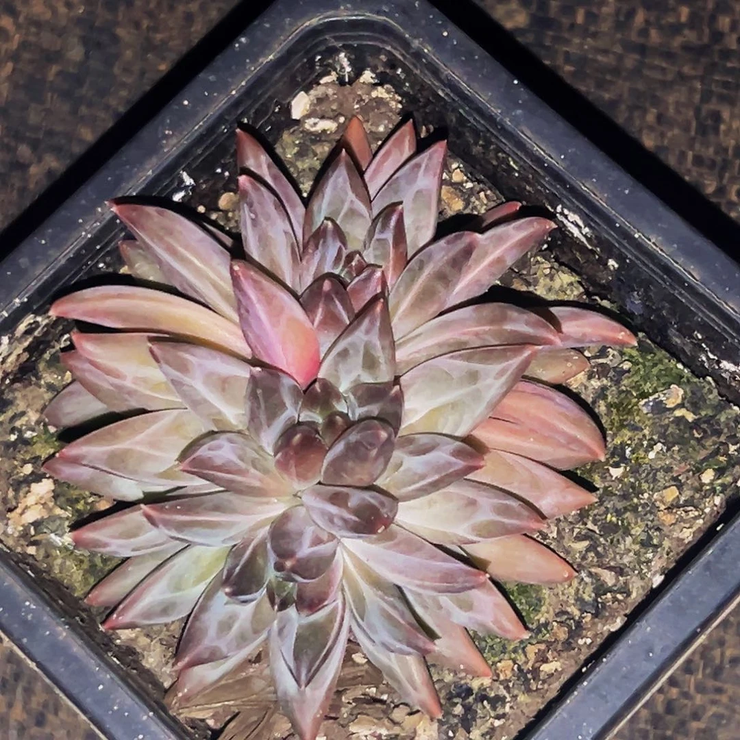 桔云多肉美人精品系列