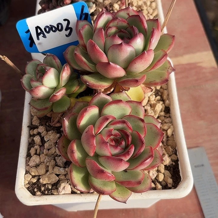 衍万宝龙A0003一物一拍