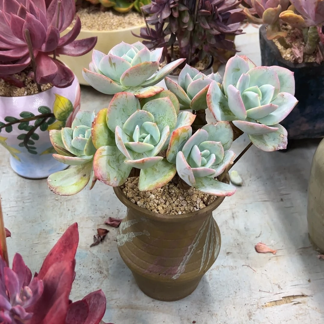 白凤38 零零多肉植物