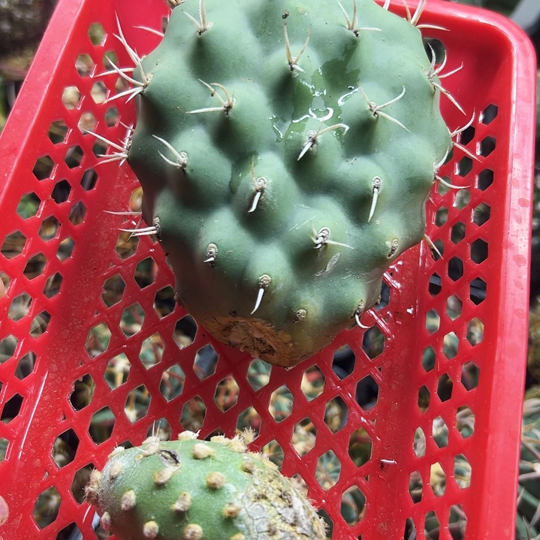 绿蛋加泡芙仙人球66666666