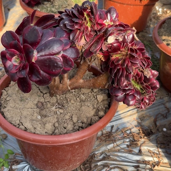 金****367美杜莎老桩朵朵