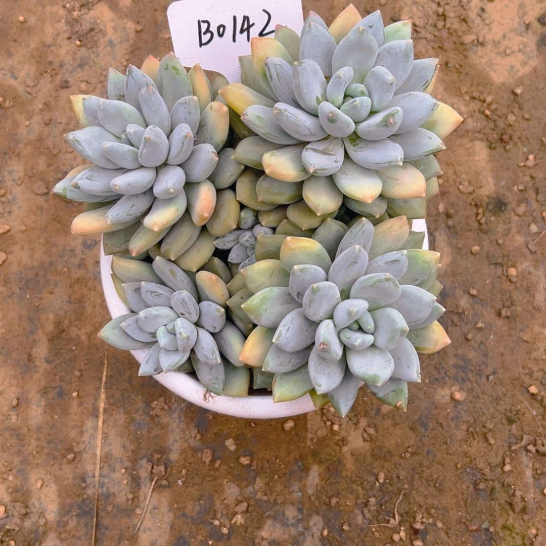 美人B0142号一物一拍
