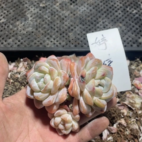 婷婷专拍冰玉老桩3头