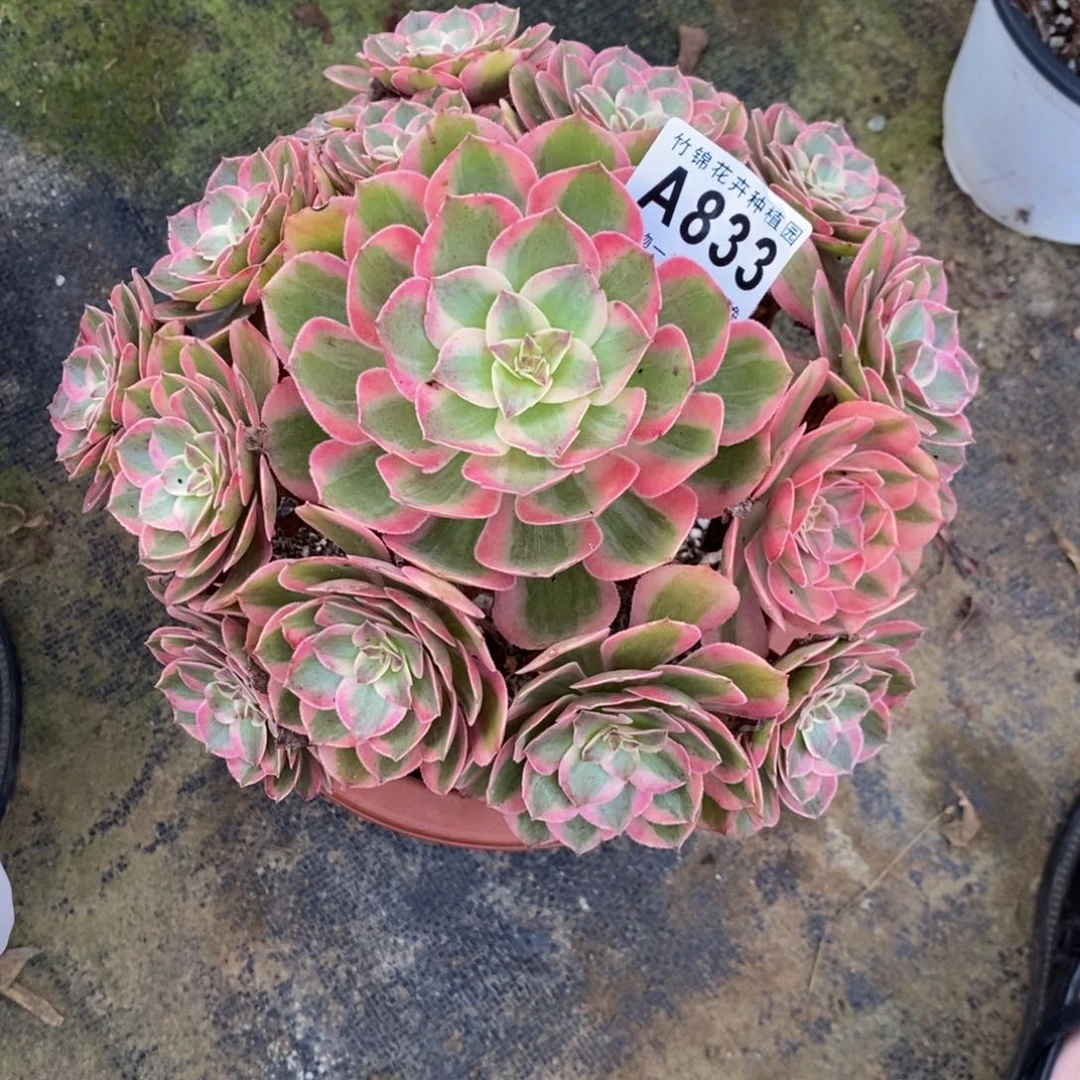 833云合福利小棵一