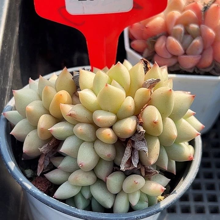 遇***好糖心      29038号