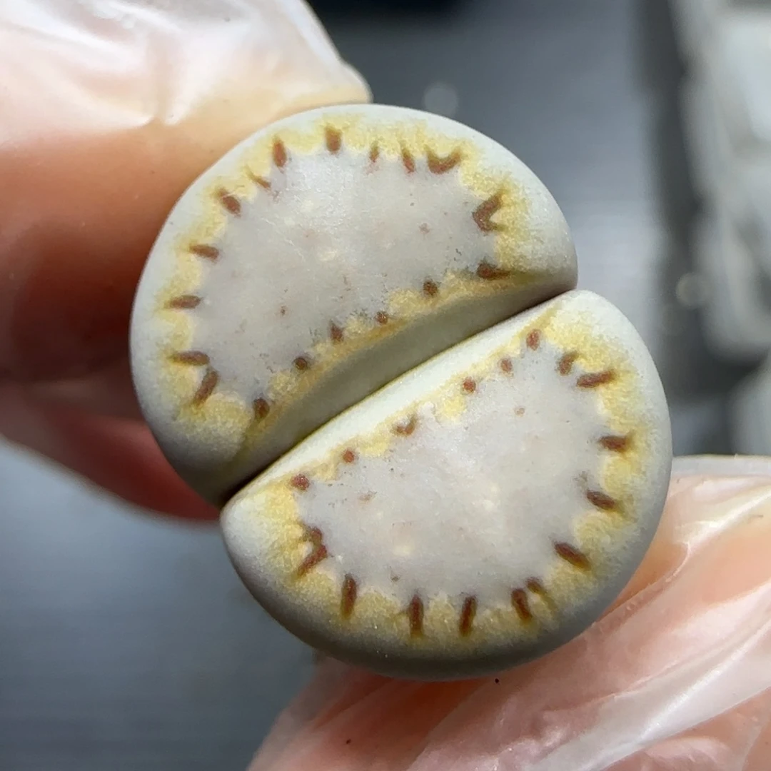 12.11  1621.015饼干。5018