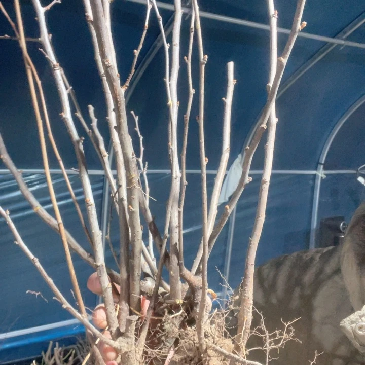 原生世界一号海棠花苗一颗