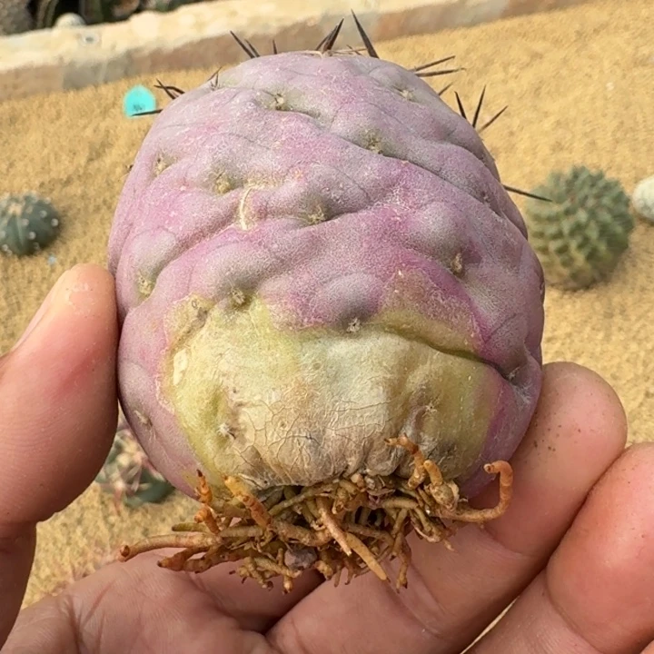 一代侧芽习志野有根66666666