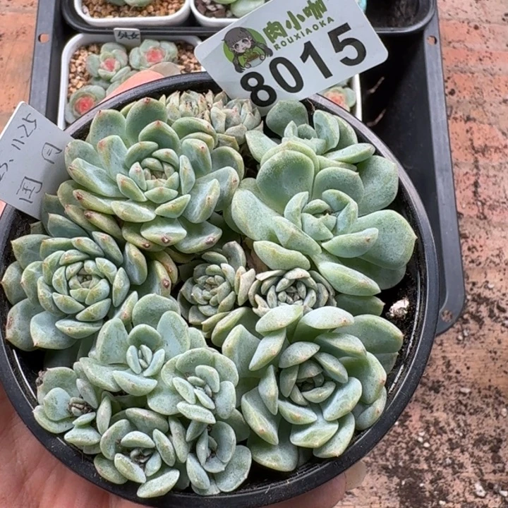 多肉植物多肉植物