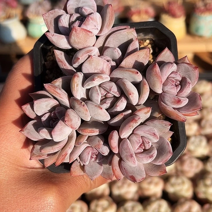 ?**蒿多肉小茼蒿专拍1265