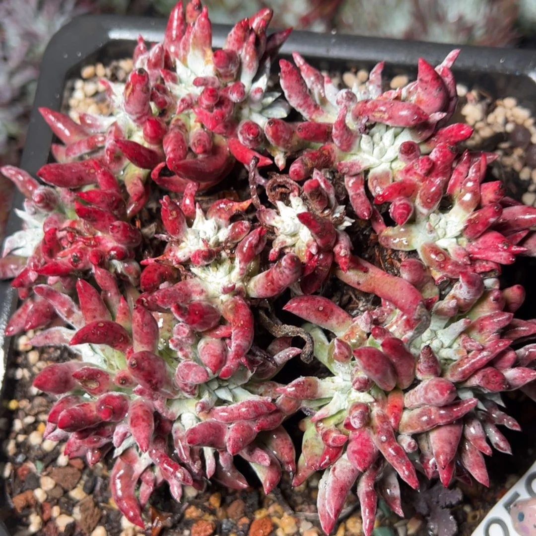 2599哈哈哈哈哈哈哈哈