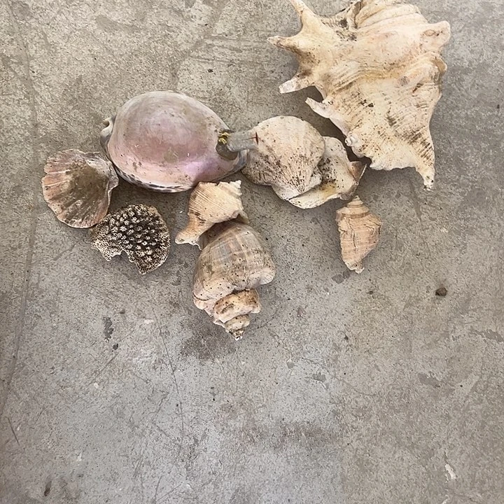 阳***阳杂色豆（科檀/科特迪瓦檀木）