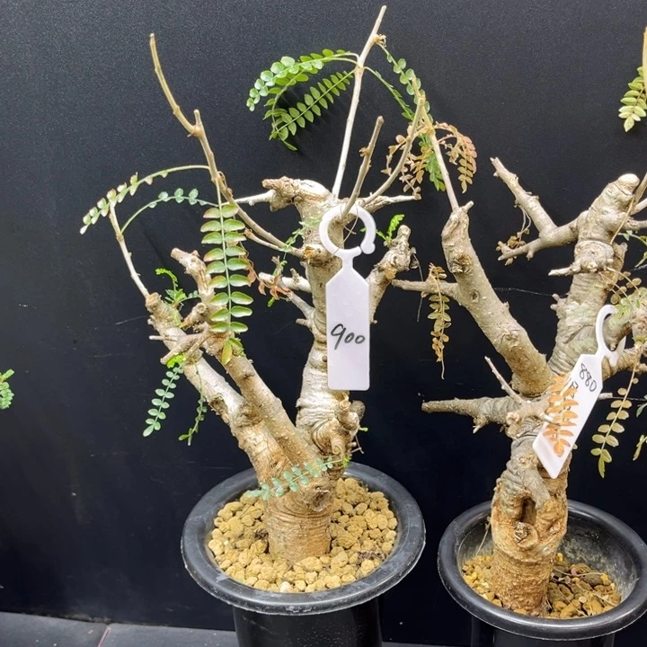 谢*雷尼勒达升级1111111111111111