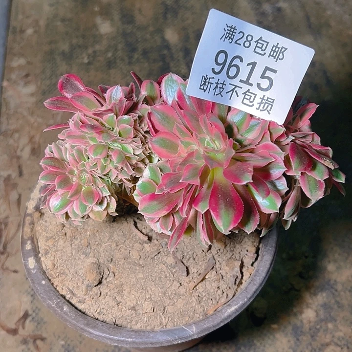 9615粉女巫缀多肉植物
