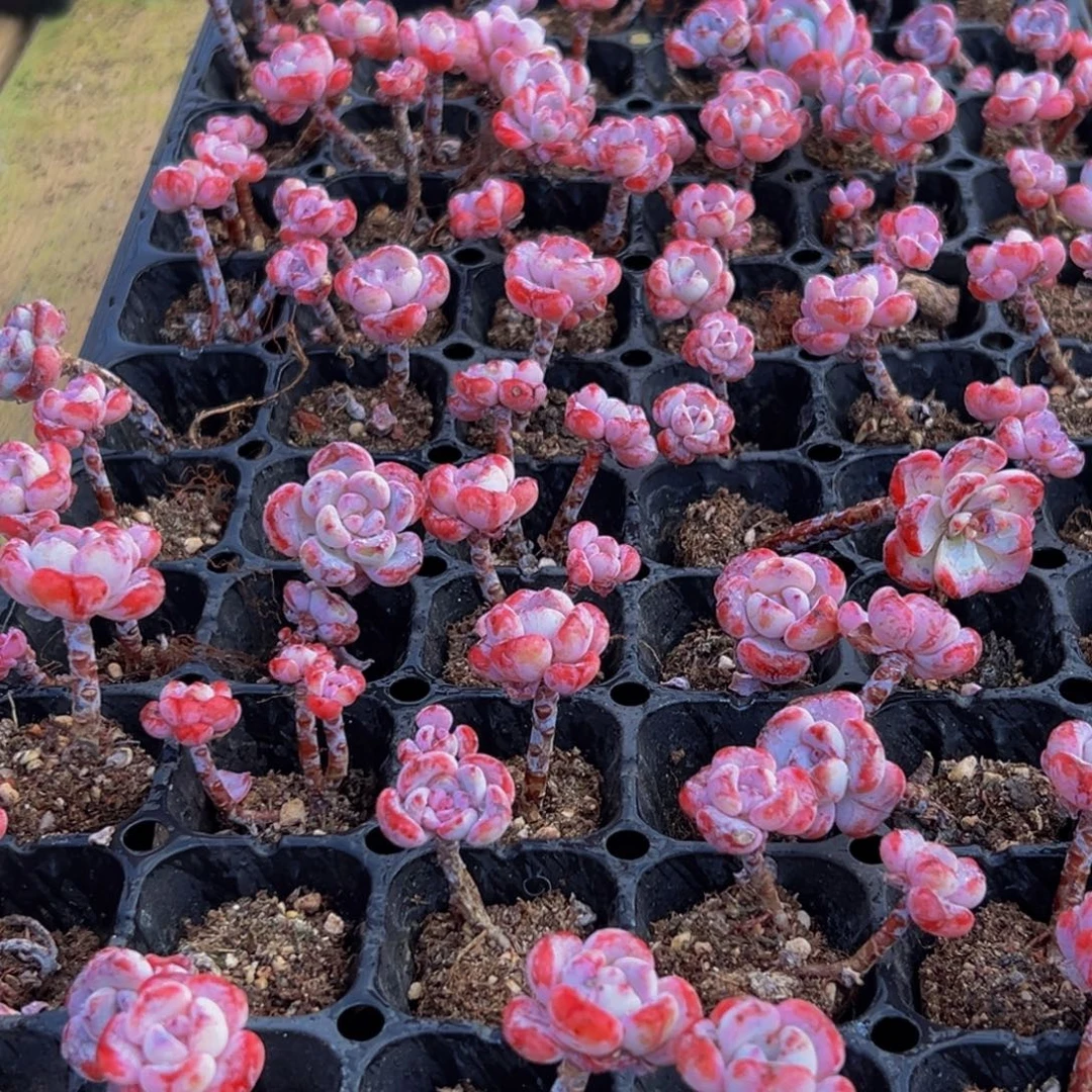 346多肉葡萄的味道是