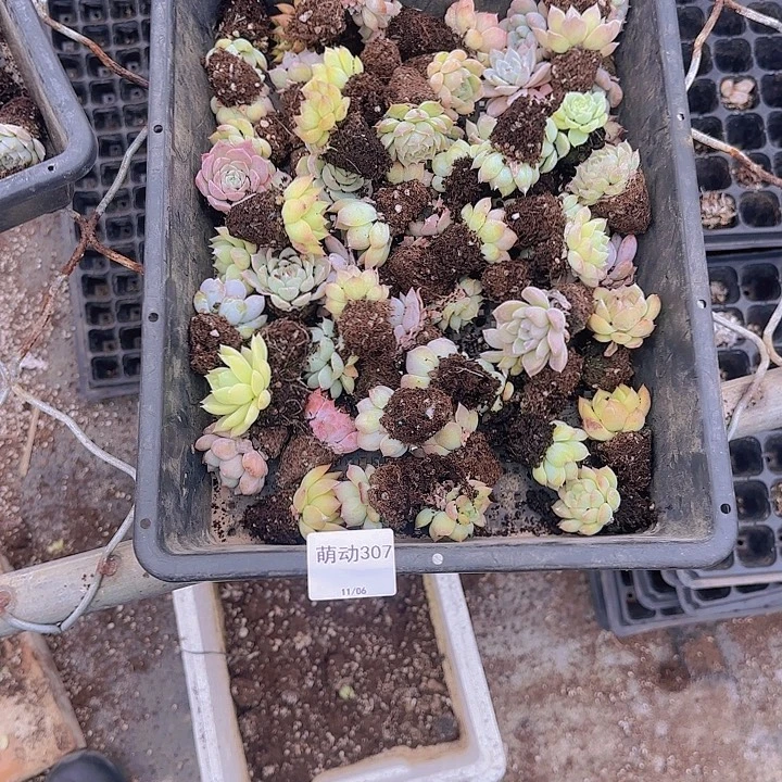 直播一物一拍多肉307