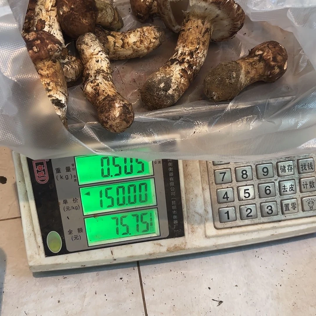 带***雨云南小表妹野生菌代购中国大陆