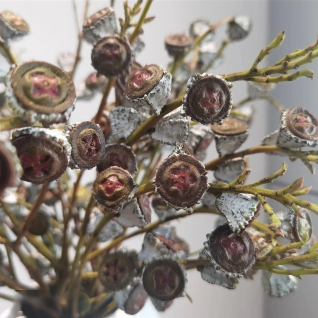 【尤加利老果】A级尤加利大果干花装饰室内客厅办公室复古色调