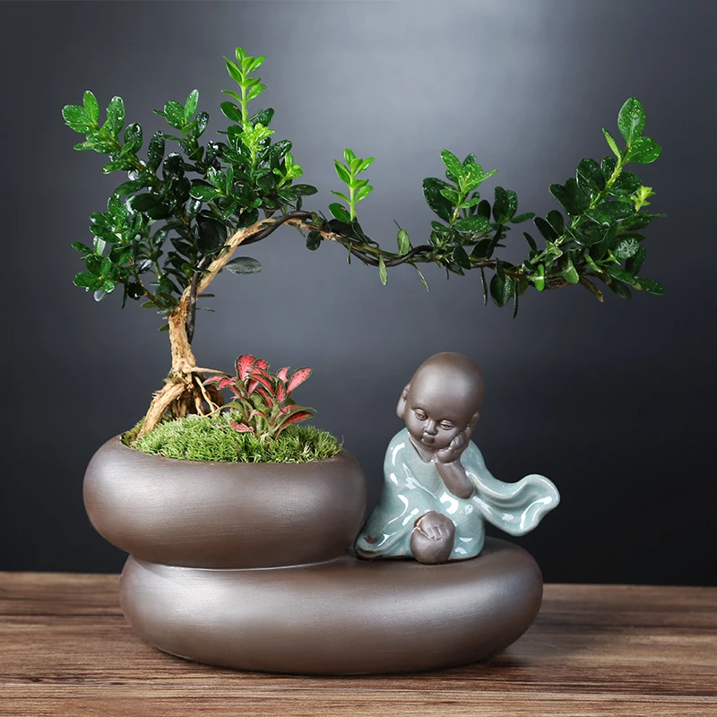 黄杨盆栽植物室内好养易活文竹盆景绿植客厅花卉四季常青净化空气