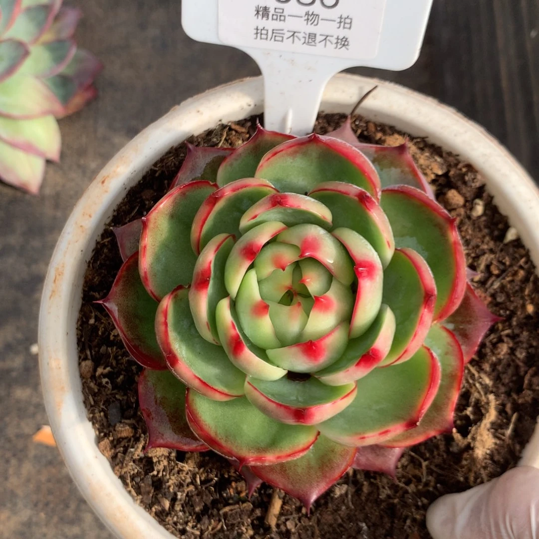 586号多肉植物惊鸿9