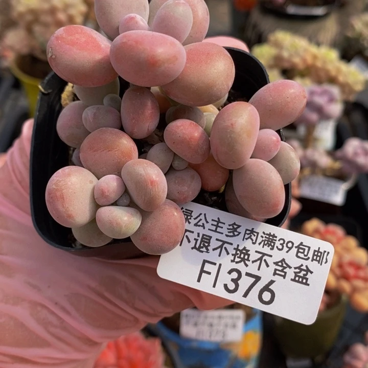 腰子桃蛋6cm376多肉植物
