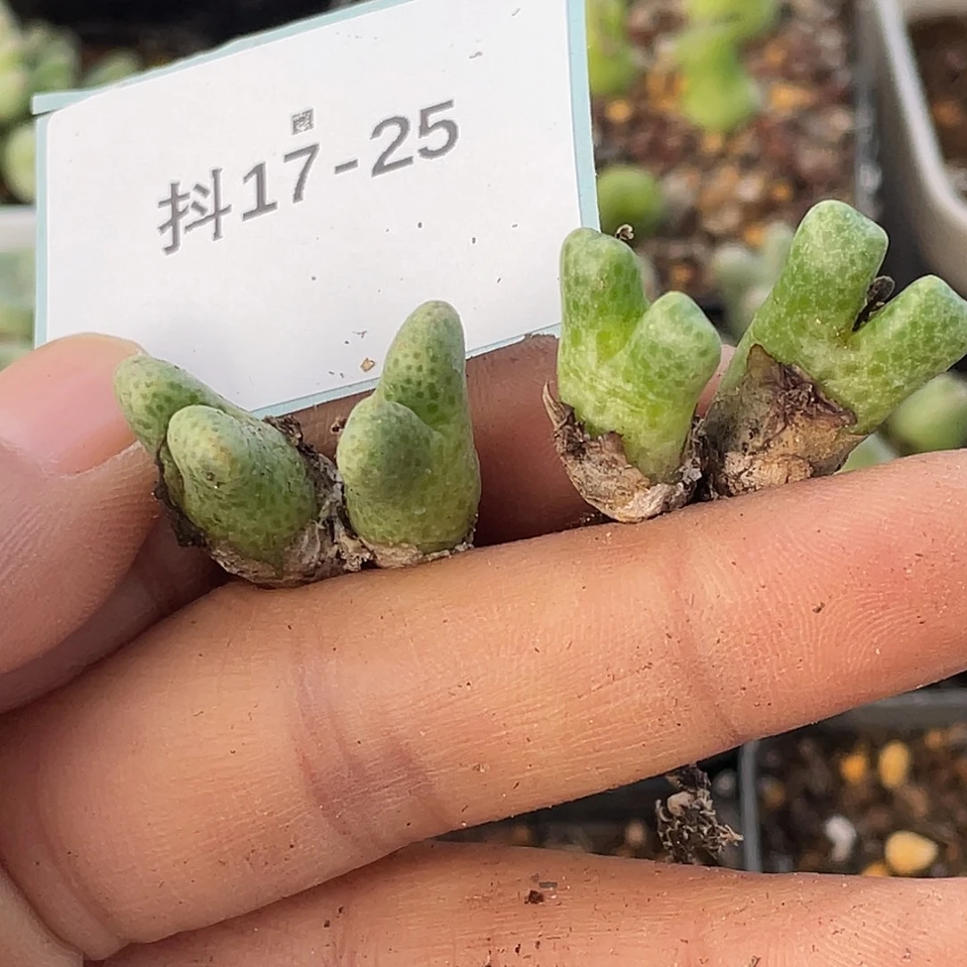 桃***哥17-25肉锥多肉植物