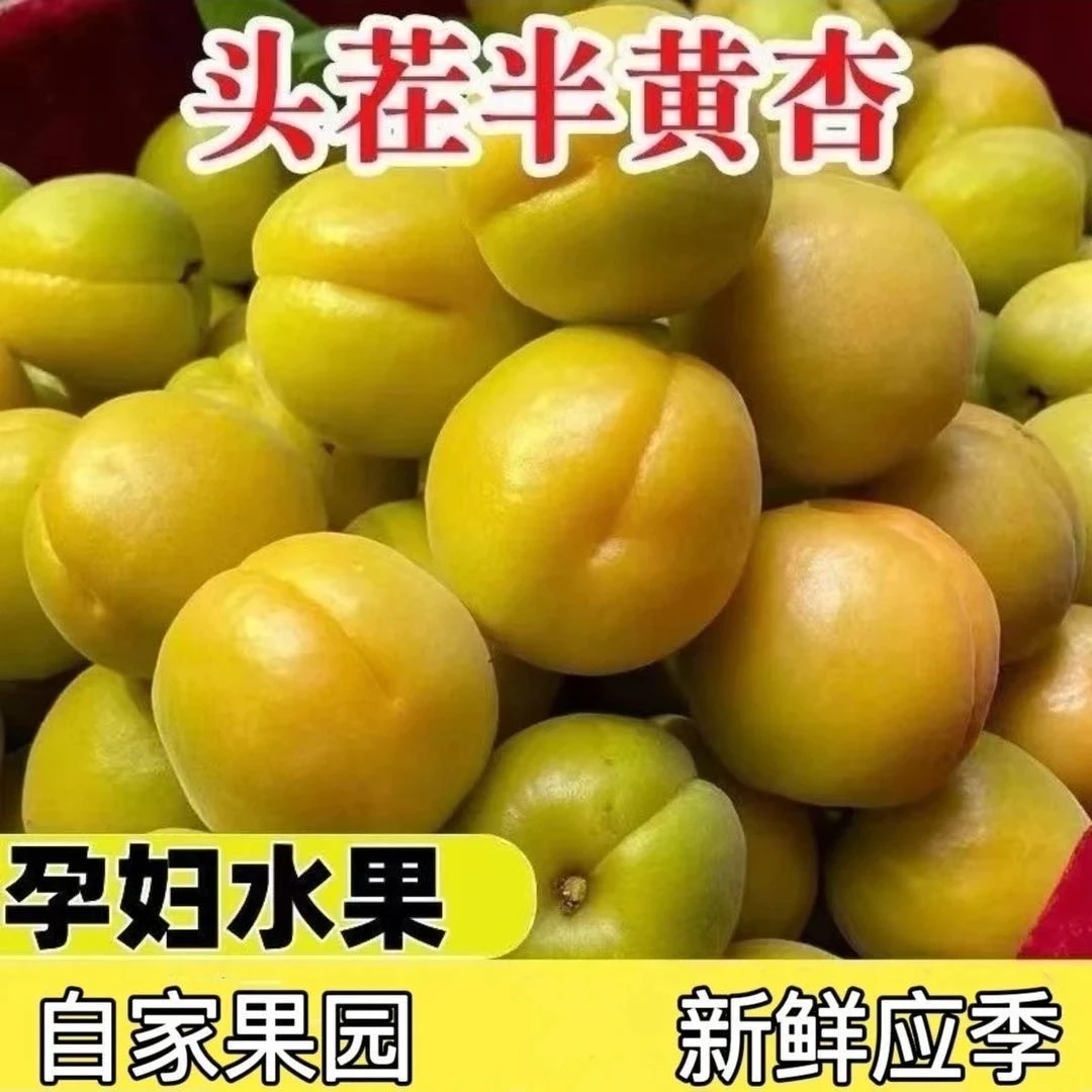 【露天果园】新鲜凯特黄杏孕妇水果金太阳杏子新鲜酸甜鲜果甜