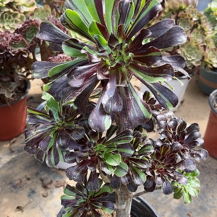多肉植物水墨丹青107