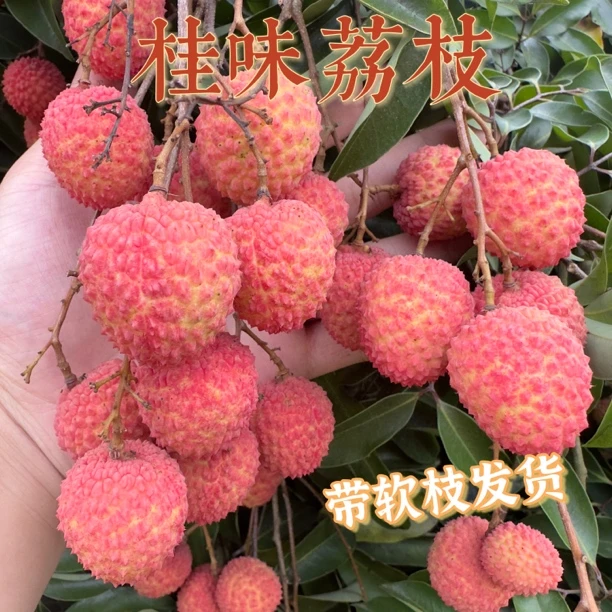 【大乐鲜果 顺丰快递分仓发货】广东茂名桂味荔枝4.5斤装