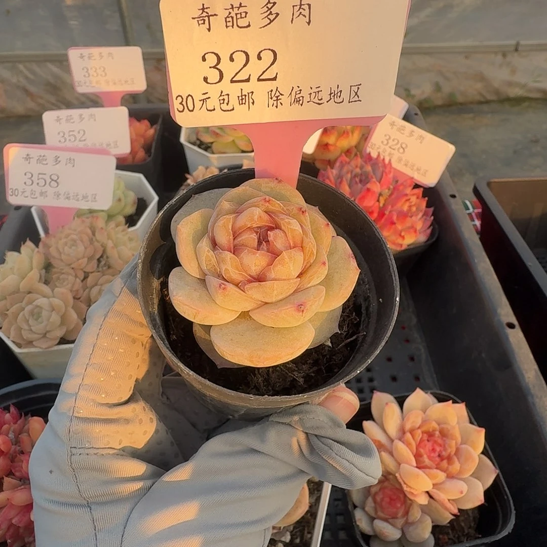 322 脱土 群生不包整 30元包邮非偏远