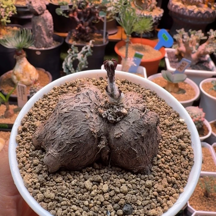 海星厚墩菊122 仙人球